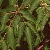 Aralia spinosa, flowers