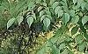 Aralia spinosa, flowers