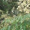 Aralia spinosa, flowers