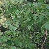 Aralia spinosa, flowers