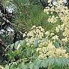 Aralia spinosa, flowers