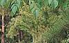 Aralia spinosa, flowers