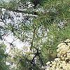 Aralia spinosa, flowers