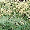 Aralia spinosa, flowers