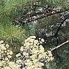 Aralia spinosa, flowers