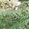Aralia spinosa, flowers