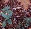 Aralia spinosa, fall color