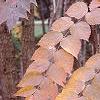 Aralia spinosa, fall color