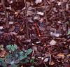 Aralia spinosa, fall color