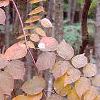 Aralia spinosa, fall color