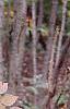 Aralia spinosa, fall color
