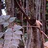 Aralia spinosa, fall color