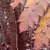 Aralia spinosa, fall color