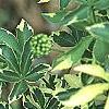 Eleutherococcus sieboldianus 'Variegatus', leaves