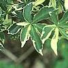 Eleutherococcus sieboldianus 'Variegatus', leaves