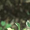 Eleutherococcus sieboldianus 'Variegatus', leaves