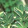 Eleutherococcus sieboldianus 'Variegatus', leaves