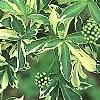 Eleutherococcus sieboldianus 'Variegatus', leaves