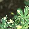 Eleutherococcus sieboldianus 'Variegatus', leaves