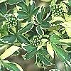 Eleutherococcus sieboldianus 'Variegatus', leaves