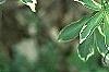 Eleutherococcus sieboldianus 'Variegatus', leaves