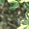 Eleutherococcus sieboldianus 'Variegatus', leaves
