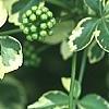 Eleutherococcus sieboldianus 'Variegatus', leaves