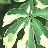 Eleutherococcus sieboldianus 'Variegatus', leaves