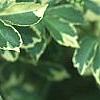 Eleutherococcus sieboldianus 'Variegatus', leaves