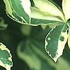 Eleutherococcus sieboldianus 'Variegatus', leaves