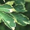 Eleutherococcus sieboldianus 'Variegatus', leaves