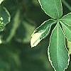 Eleutherococcus sieboldianus 'Variegatus', leaves