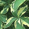 Eleutherococcus sieboldianus 'Variegatus', leaves