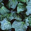 Hedera canariensis 'Ravensholst', leaves