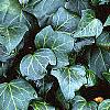 Hedera canariensis 'Ravensholst', leaves
