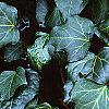 Hedera canariensis 'Ravensholst', leaves
