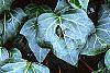 Hedera canariensis 'Ravensholst', leaves