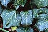 Hedera canariensis 'Ravensholst', leaves