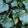 Hedera canariensis 'Ravensholst', leaves