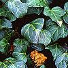 Hedera canariensis 'Ravensholst', leaves