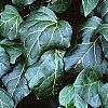 Hedera canariensis 'Ravensholst', leaves