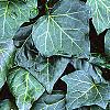 Hedera canariensis 'Ravensholst', leaves