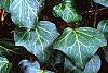 Hedera canariensis 'Ravensholst', leaves