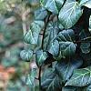 Hedera helix, habit
