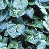 Hedera helix, habit