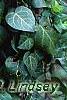 Hedera helix, habit