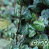 Hedera helix, habit