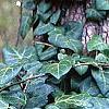 Hedera helix, habit