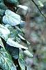 Hedera helix, habit