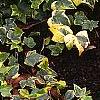 Hedera helix 'Gold Child', habit
